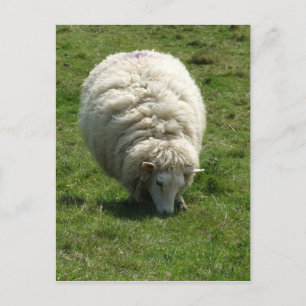 Schafskarte Postkarte