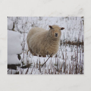 Schafskarte Postkarte