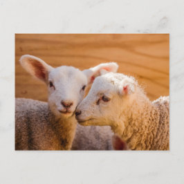 Schafskarte Postkarte
