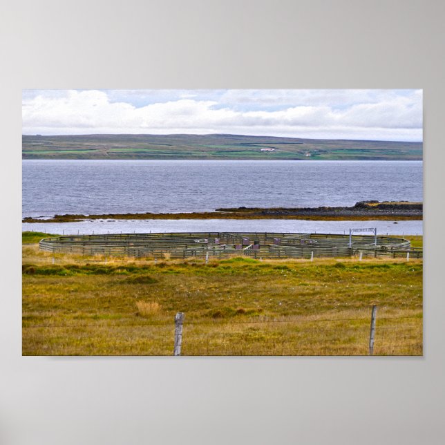 Schafsortierung durch einen Fjord, Island Poster (Vorne)