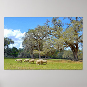 Schafweiden am Middleton Place, South Carolina Poster