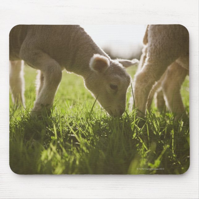 Schafweiden im Gras Mousepad (Vorne)