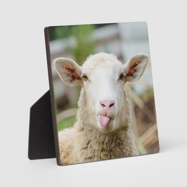 Schafzunge Fotoplatte (Vorderseite)