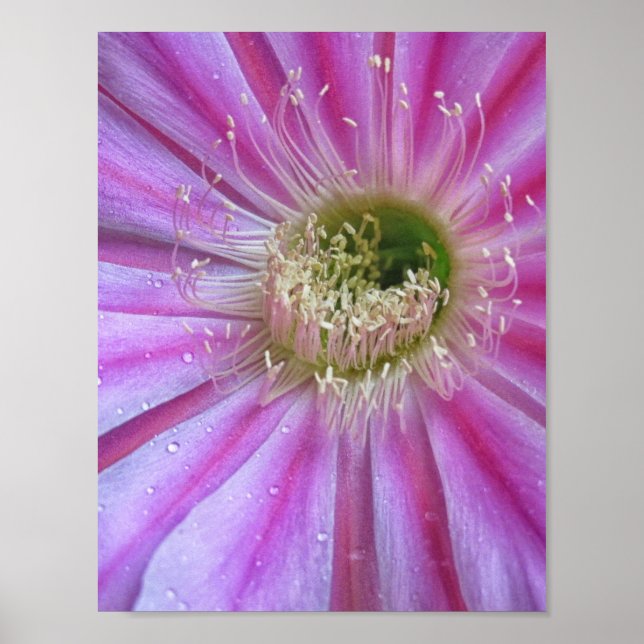 Schale Poster (Vorne)