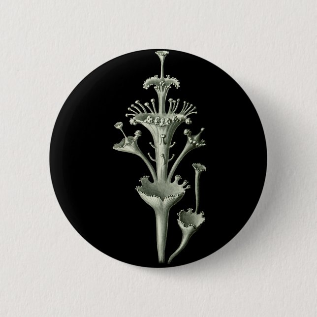 Schalen-Flechte Button (Vorderseite)