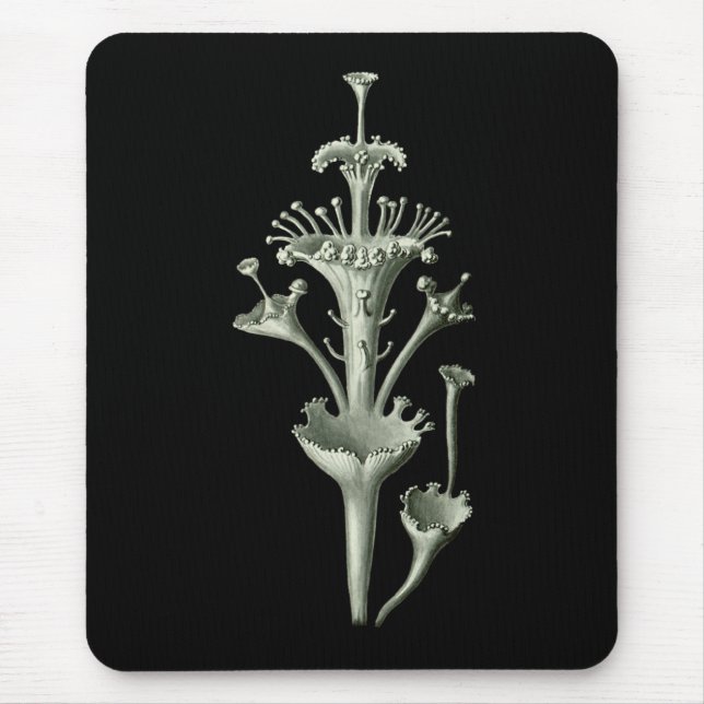 Schalen-Flechte Mousepad (Vorne)