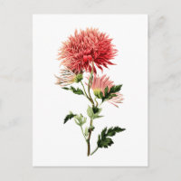 Schaltfläche "Botanischer roter Bachelor"