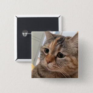 Schaltfläche "Cats Meme"-Button Button