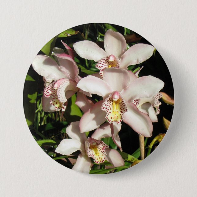 Schaltfläche Cymbidium Orchio Button (Vorderseite)