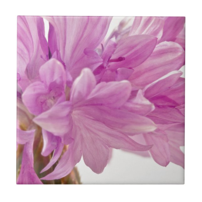 Schaltfläche Fliese (Vorderseite)