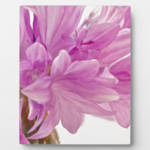 Schaltfläche Fotoplatte