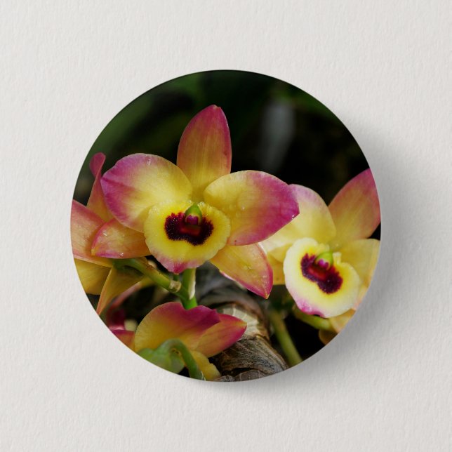 Schaltfläche für lebendiges Orchid-Button Button (Vorderseite)