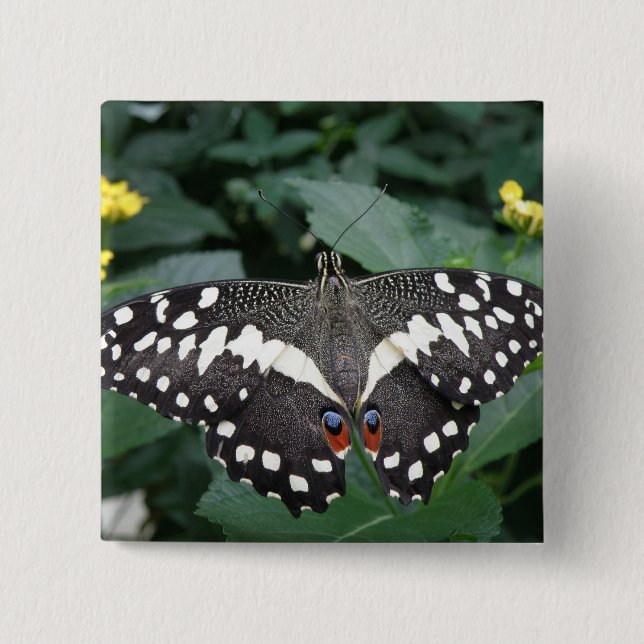 Schaltfläche "Limoner Schmetterling und Blume" Button (Vorderseite)