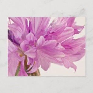 Schaltfläche Postkarte