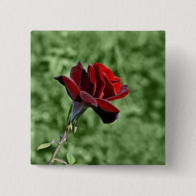 Schaltfläche rote Rose Button (Vorderseite)