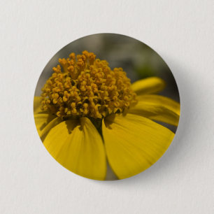 Schaltfläche "Wüstenbürste" Button