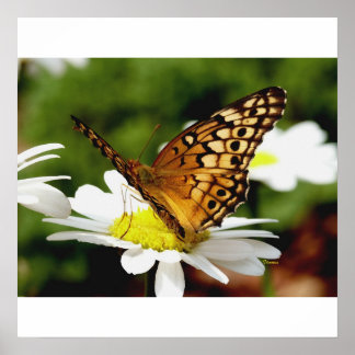 SCHALTFLY AUF EINEM DAISTISCHEN Poster