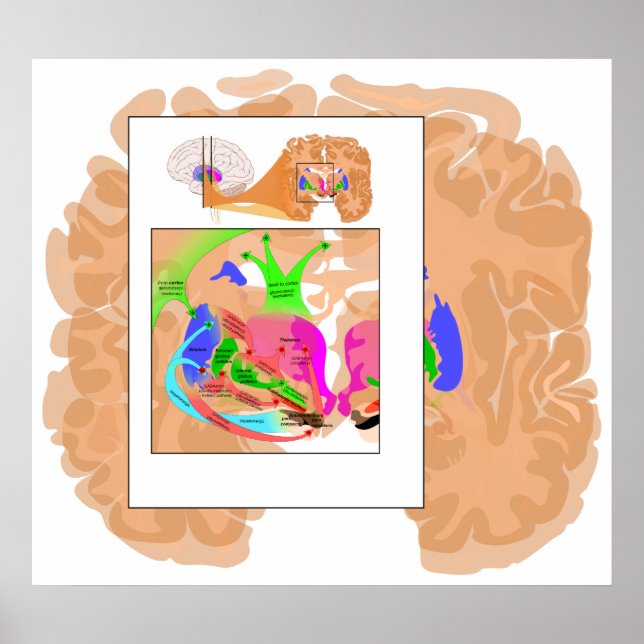 Schaltungen von Basal Ganglia Teil der Hirnkarte Poster (Vorne)