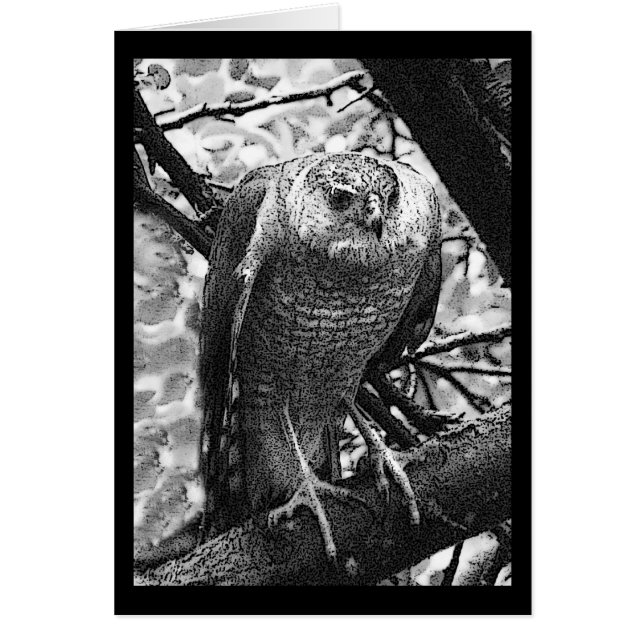 Scharf-Shinned Falke (Vorne)