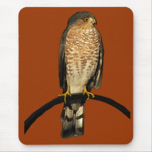 Scharf-shinned Falke Mousepad