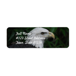 Scharfes schnabelförmiges Eagle
