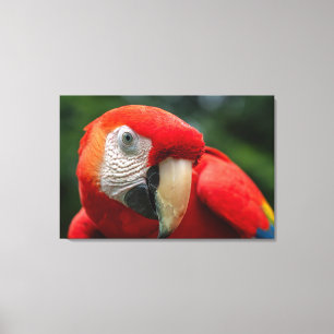 Scharlachara im Regenwald von Costa Rica Leinwanddruck