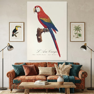 Scharlachara oder Rotbrust-Ara, Ara macao Leinwanddruck