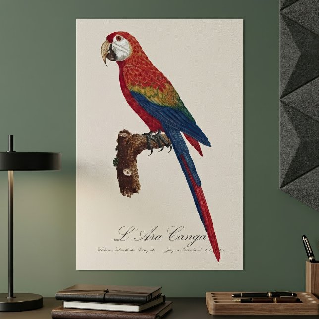Scharlachara oder Rotbrust-Ara, Ara macao Poster (Scarlet Macaw or Red-Breasted Macaw, Ara macao. Poster)