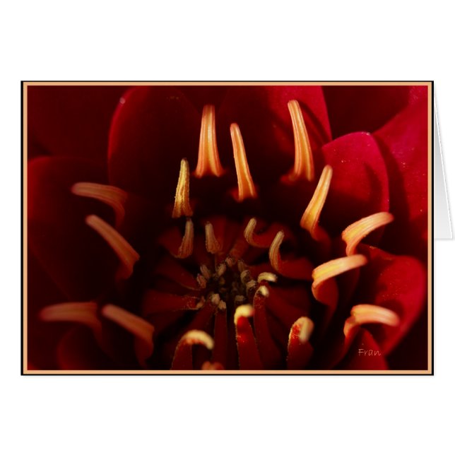 Scharlachkern (Vorderseite (Horizontal))