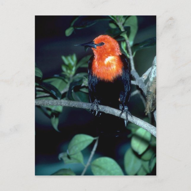 Scharlachkopfvogel, Südamerika Postkarte (Vorderseite)