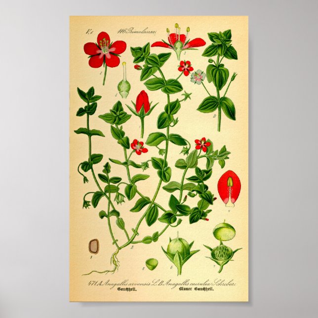 Scharlachrot (Anagallis caerulea) Poster (Vorne)