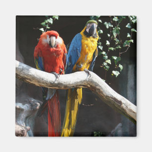 Scharlachrot/Blau und Goldmacaw-Magnet Magnet