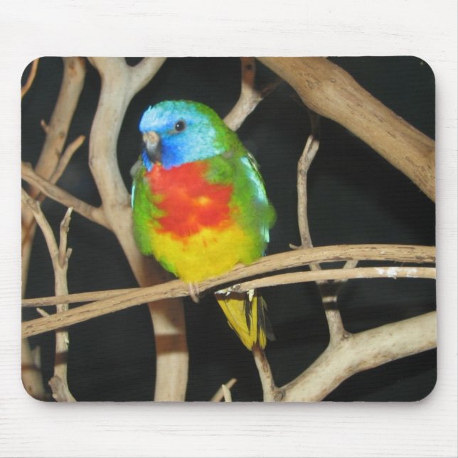 Scharlachrot-Chested Parakeet - Neophema splendida Mousepad (Vorne)