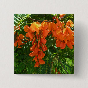 Scharlachrot der Glyzinie-(Sesbania punicea) OBX Button