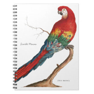 Scharlachrot des Macaw-, Ara Macao Notizblock