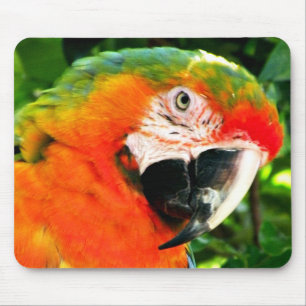 Scharlachrot des Macaw-Mousepad Mousepad