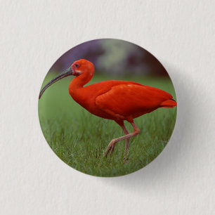 Scharlachrot IBIS Button