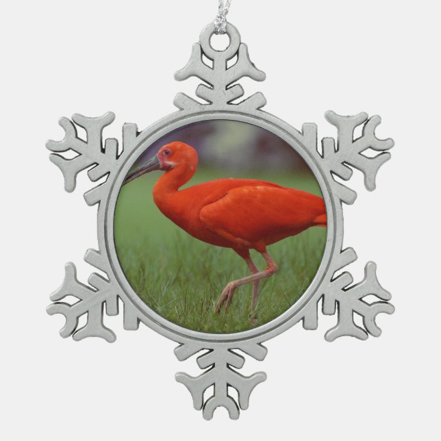 Scharlachrot IBIS Schneeflocken Zinn-Ornament (Vorderseite)