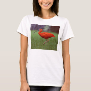Scharlachrot IBIS T-Shirt