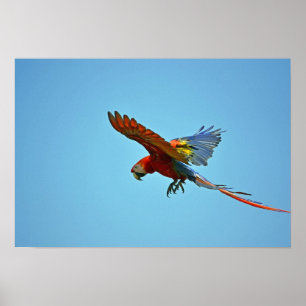 Scharlachrot Macaw-im Flug Poster