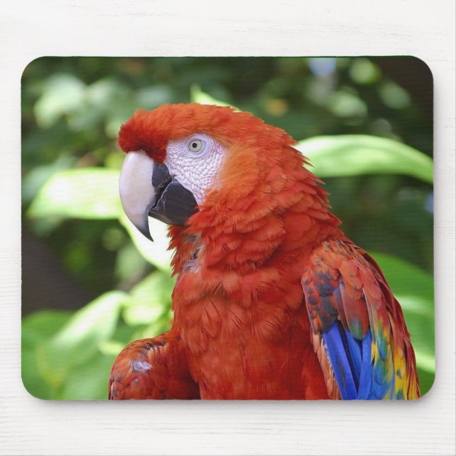 Scharlachrot Macaw- Mousepad (Vorne)