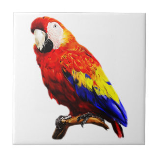 Scharlachrot Macaw-Papageien-auf einer Fliese