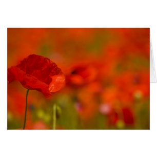 Scharlachrot Mohnblumen-