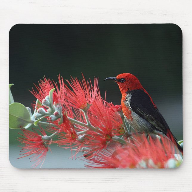 Scharlachrot Mousepad (Vorne)