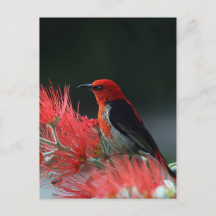 Scharlachrot Postkarte