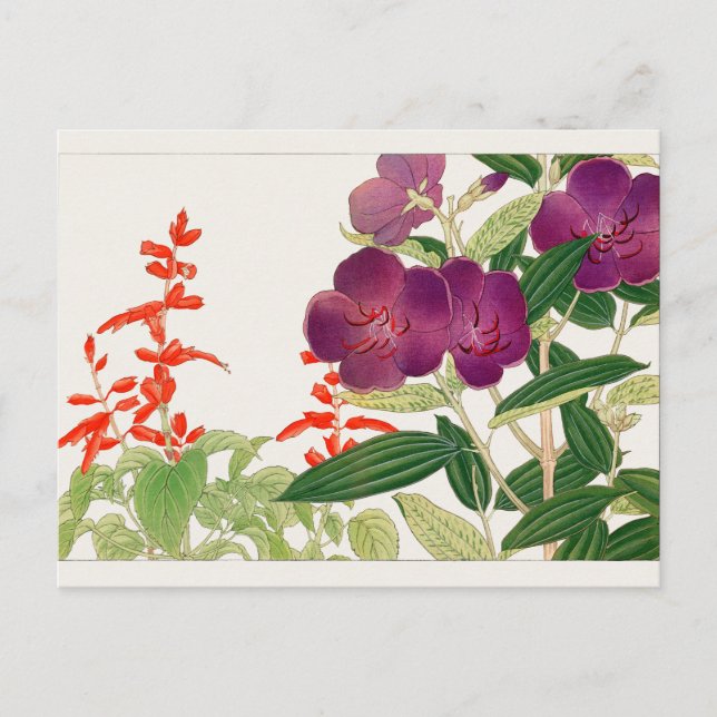 Scharlachrot Salbei, Melastom von Tanigami Konan Postkarte (Vorderseite)