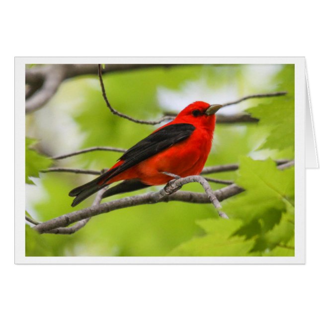 Scharlachrot Tanager- (Vorderseite (Horizontal))