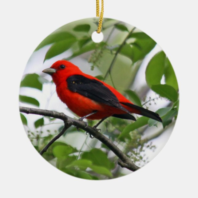 Scharlachrot Tanager-Verzierungs- Keramikornament (Vorne)