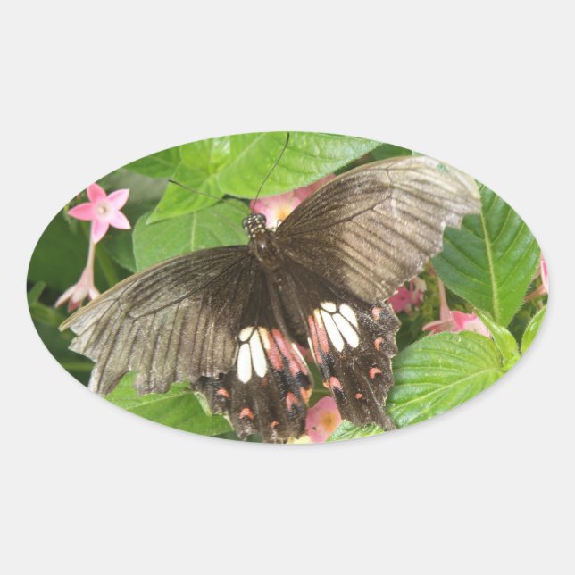 Scharlachrote Frack Schmetterling-Makroaufkleber Ovaler Aufkleber (Vorderseite)