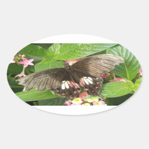 Scharlachrote Frack Schmetterling-Makroaufkleber Ovaler Aufkleber